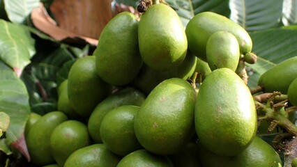 The Pometia pinnata common names, including Matoa, Taun tree, Island lychee, Tava, and Pacific lychee