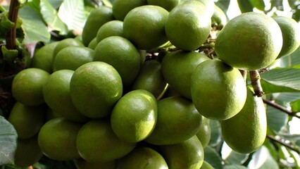 The Pometia pinnata common names, including Matoa, Taun tree, Island lychee, Tava, and Pacific lychee