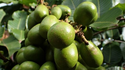 The Pometia pinnata common names, including Matoa, Taun tree, Island lychee, Tava, and Pacific lychee