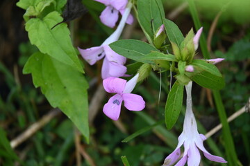 Barleria cristata flower. Its other names  Philippine violet, bluebell barleria and  crested...