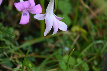 Barleria cristata flower. Its other names  Philippine violet, bluebell barleria and  crested Philippine violet. This is a plant species in the family Acanthaceae. 