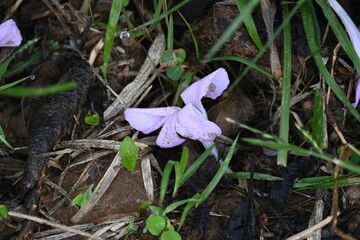 Barleria cristata flower. Its other names  Philippine violet, bluebell barleria and  crested Philippine violet. This is a plant species in the family Acanthaceae. 