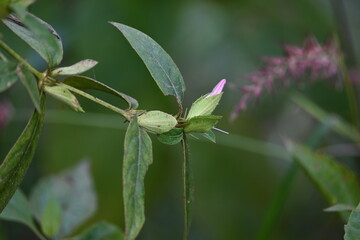Barleria cristata flower. Its other names  Philippine violet, bluebell barleria and  crested Philippine violet. This is a plant species in the family Acanthaceae. 