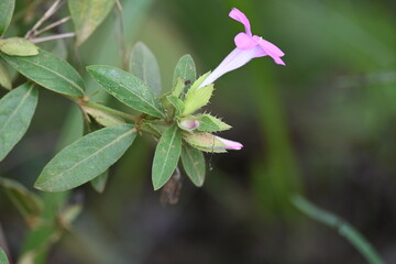 Barleria cristata flower. Its other names  Philippine violet, bluebell barleria and  crested Philippine violet. This is a plant species in the family Acanthaceae. 