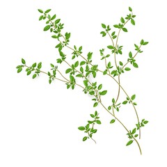 Sprig of fresh thyme with small green leaves and thin stems isolated on white background.