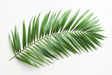 Obraz premium Isolated green palm leaf frame with coconut pattern on white background.