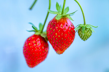 Red ripe strawberries on the rack in the garden. This fruit is rich in vitamin C and minerals beneficial to human health