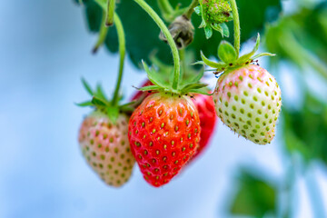 Red ripe strawberries on the rack in the garden. This fruit is rich in vitamin C and minerals...