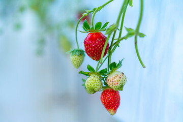 Red ripe strawberries on the rack in the garden. This fruit is rich in vitamin C and minerals beneficial to human health