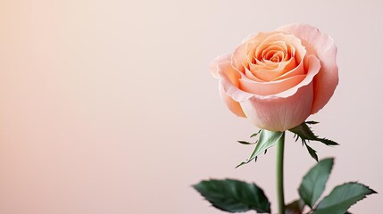 Pastel rose concept. A beautiful pink rose with delicate petals against a soft background.