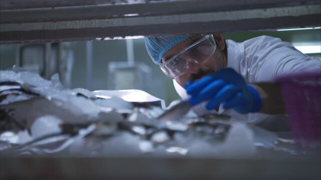 Raw material quality inspectors evaluate and inspect fish pieces before they enter the canned fish production process