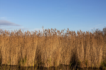 Yellowed plants on the shore of the pond against a blue sky