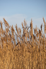 Obraz premium Yellowed plants against a blue sky