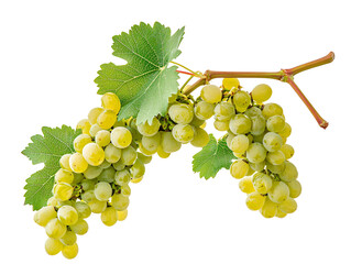 a bunch of grapes on a vine