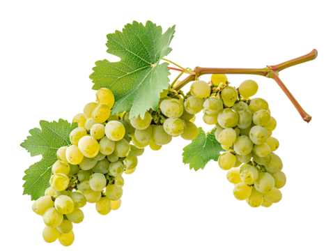 a bunch of grapes on a vine