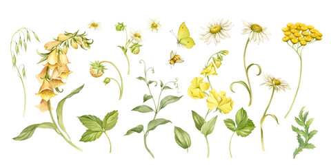 Collection of wild flowers watercolor isolated illustrations. Chamomile, tansy, foxglove, sweet pea flowers for the design of natural cosmetics, patterns and compositions