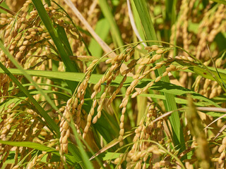 Ripened rice fields turned golden yellow during harvest season