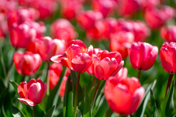 Spring garden. Beautiful tulip flowers on spring nature. Close-up of closely bundled pink tulips. Tulip field. Spring tulip. Red tulips flowers in spring garden.