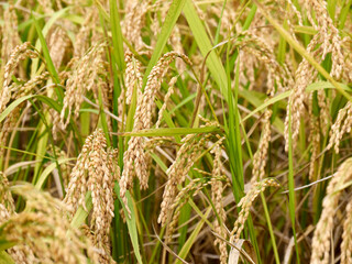 Ripened rice fields turned golden yellow during harvest season