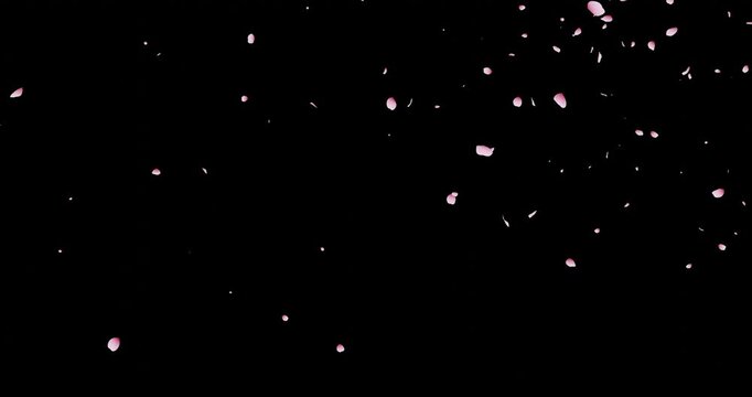 桜吹雪：桜の花びらアニメーション　背景透過