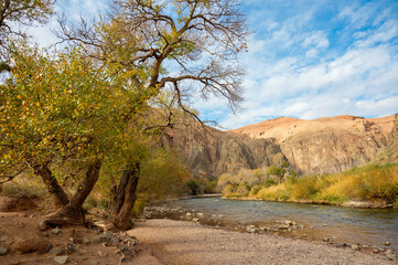 landscape of a mountain river in a mountain gorge with ancient trees and blue bright sky