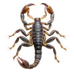 Full Body scorpion