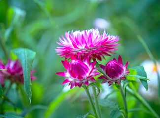 Obraz premium Beautiful Strawflower in the garden.