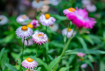 Beautiful Strawflower in the garden.