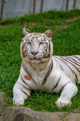 White Siberian tiger sitting on the grass