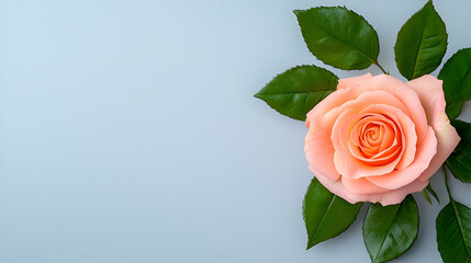 Fototapeta premium A soft pink rose with lush green leaves, set against a light blue background, creating a serene and elegant floral composition.