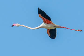 Pink flamingo flying high in Delta del Ebro, Catalonia, Spain