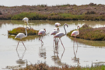 Pink flamingos in the Delta del Ebro, Catalonia, Spain