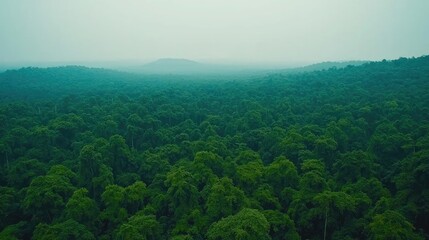 Aerial View forest idea. Aerial view of a lush green forest shrouded in mist and tranquility.