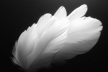 Naklejka premium soft white feathers gracefully drifting across a deep black background, creating a striking contrast that evokes a sense of lightness and ethereal beauty