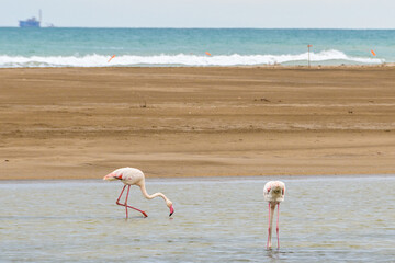 Pink flamingos near the beach in Delta del Ebro, Catalonia, Spain