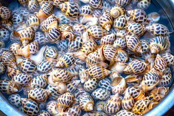 Fresh raw sweet snail or babylonia areolata in a water bowl are sold at the seafood market in...