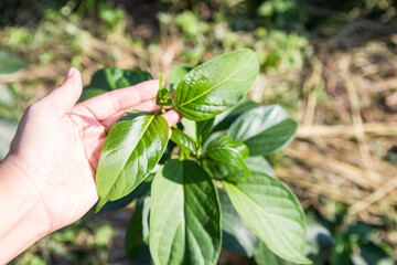 Gymnema inodorum plant in girl hand, organic vegetable farming, outdoor day light