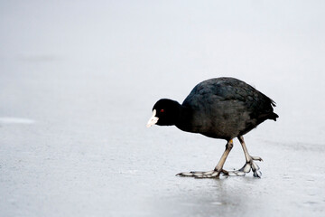 Coot Fulica atra walking on ice, in February, North Yorkshire, England, United Kingdom