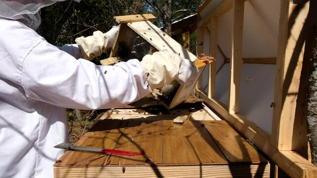 Close up of beekeeper shaking delivery cage to mitigate last remain bees into new beehive to join their family and queen