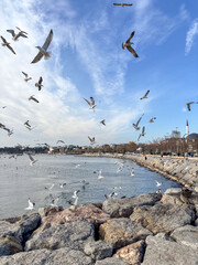 Rocky Shoreline with Flock of Seagulls Under a Bright Sky