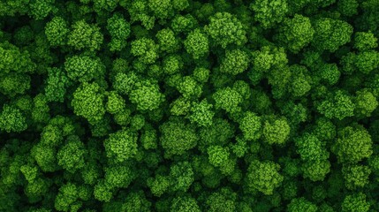 Aerial View forest idea. Aerial view of lush green treetops creating a vibrant natural landscape.