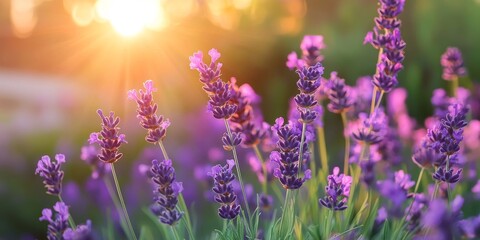 Fototapeta premium Vibrant lavendin blooms thrive in a serene garden, showcasing the exquisite beauty of lavendin. This captivating scene captures the essence of lavendin s charm and tranquility in nature.