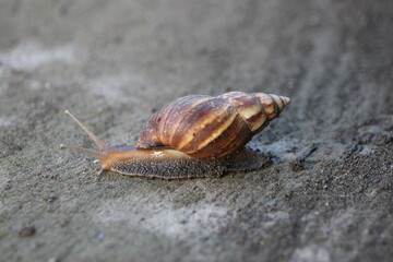 snail have long most slimy bodies spiral sharped shell has one or more very slowly and leave a trail of mucus behind it snails produce mucus from glands, moist, slimy, secretion, lube, viscous, wet