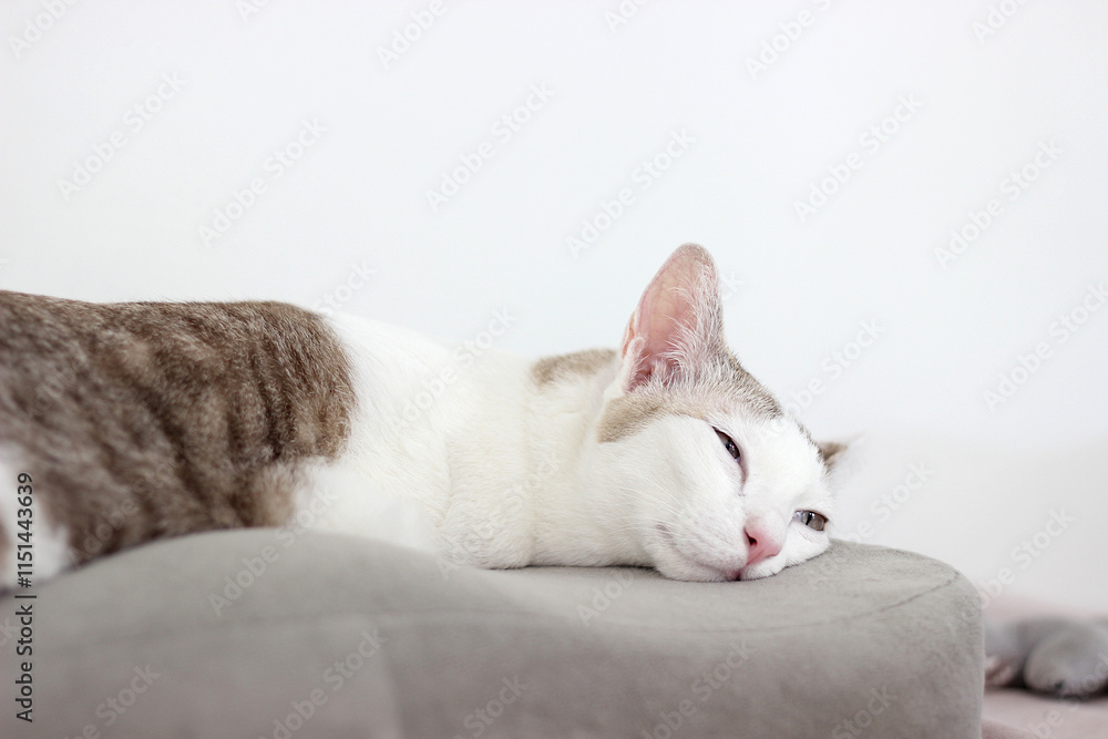 Wall mural The cat lay on the gray cushion in the white wall room