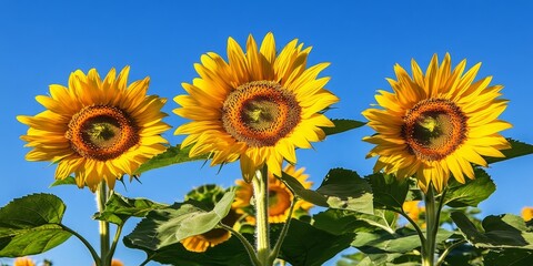 Obraz premium Vibrant sunflower blooms against a natural backdrop featuring a clear blue sky, enhancing the beauty of sunflower landscapes in bright sunlight. Enjoy the tranquility of sunflowers in nature.