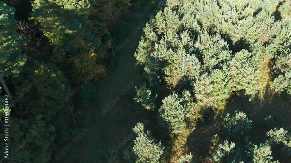 Poster an aerial view captures a dense pine forest, with sunlight creating dynamic shadows. a narrow path w