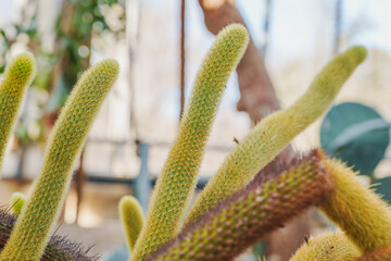 A garden with a group of monkey-tail cacti (Cleistocactus colademononis)