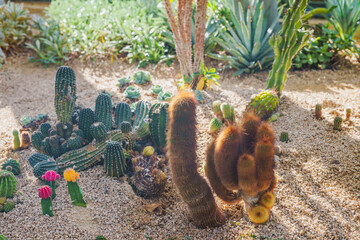 A garden with clusters of colorful cacti