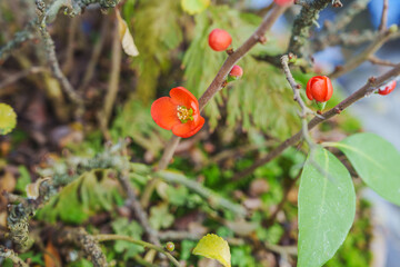 Close-up of cute red flowers (Chaenomeles japonica) and blooming buds