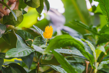 Close-up photo of a golden flower (Pachystachys lutea) in bloom